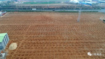 澠池國土綠化步伐堅實 十大林業精品工程亮點紛呈