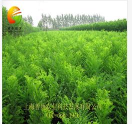 天狼網 一站式花卉園林采購平臺，連接淘寶與綠化工程