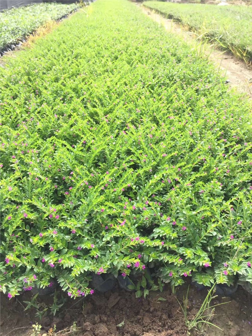 定州市園林工程綠化專用苗滿天星 價格實惠，基地直銷，助力綠化工程