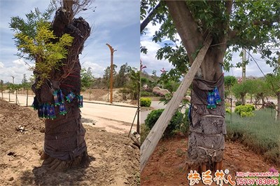 綠化大樹養(yǎng)護(hù)營養(yǎng)液選擇指南 功效、用法與品牌推薦