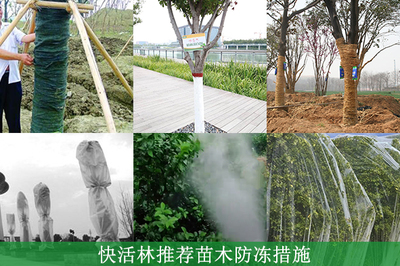 綠化工程中樹苗的防凍養(yǎng)護(hù)指南 方法與防凍劑選擇