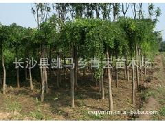 特價批發供應大量精品龍爪槐，助力綠化工程降本增效