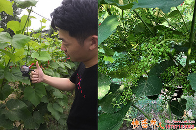 葡萄萌芽期管理 綠化工程中生根劑的選用指南